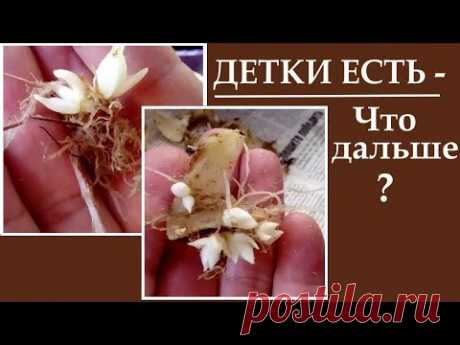 Лилии из чешуек Детки лилий появились что дальше ?