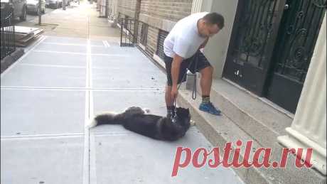 Хаски хочет только гулять