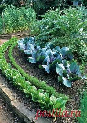 Овощные цветники - Садоводка