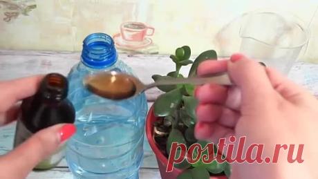 Подкормка для буйного роста и цветения комнатных растений!