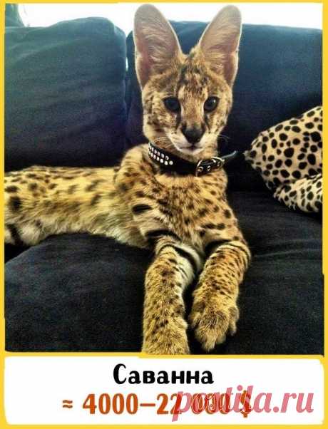 Кошки, которые стоят целое состояние / Питомцы
