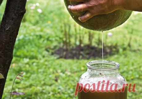 Яблочный сидр | ДОМАШНИЙ ОЧАГ