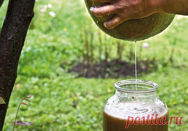 Яблочный сидр | ДОМАШНИЙ ОЧАГ