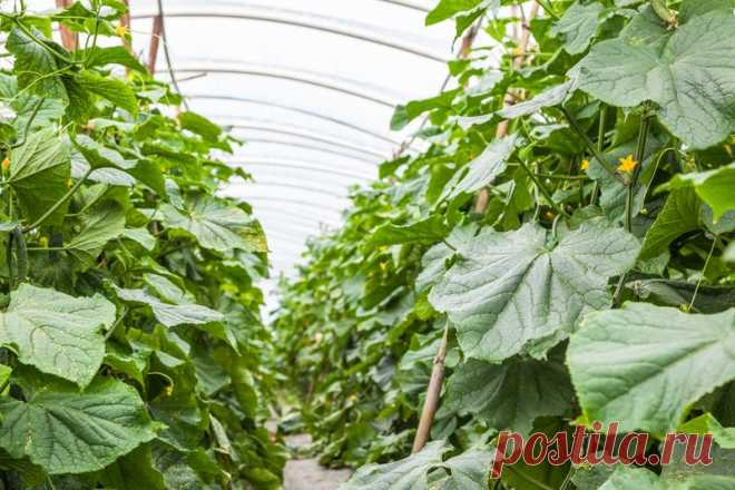 КАК ДОБИТЬСЯ ПЛОДОНОШЕНИЯ ОГУРЦОВ ДО САМЫХ ЗАМОРОЗКОВ | Самоцветик