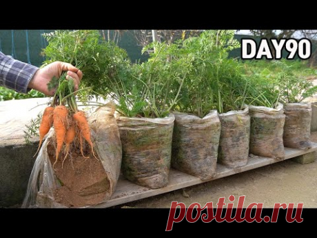 심심해서 봉지에 심어 본 당근🥕ㅣHow to grow carrots in plastic bags