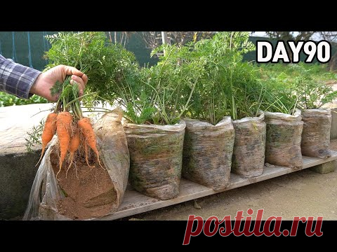 심심해서 봉지에 심어 본 당근🥕ㅣHow to grow carrots in plastic bags