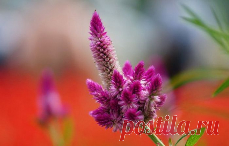 целозия фото цветов: 3 тыс изображений найдено в Яндекс.Картинках