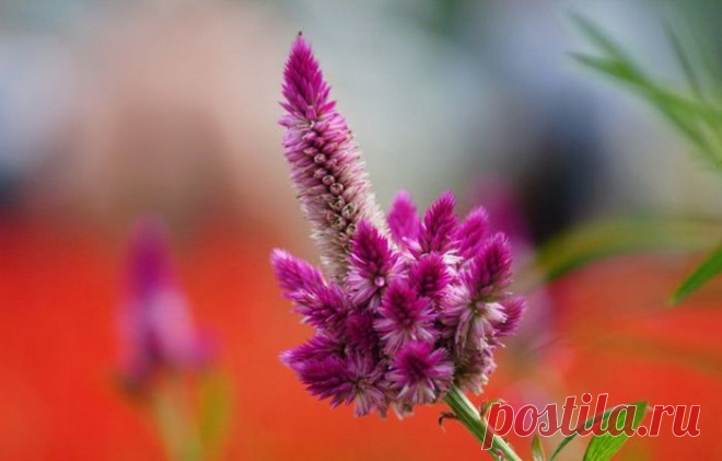 целозия фото цветов: 3 тыс изображений найдено в Яндекс.Картинках