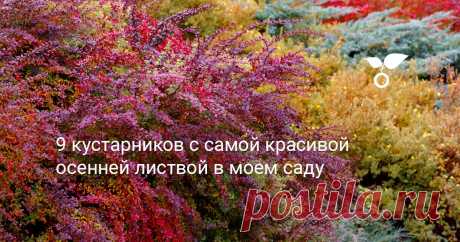 9 кустарников с самой красивой осенней листвой в моем саду Чтобы получить максимально декоративный осенний сад, планируя посадки, важно выбирать такие декоративные культуры, которые способны одеваться в яркие осенние одеяния. Какие кустарники особенно красивы в осеннее время и почему это происходит, я расскажу в этой статье.