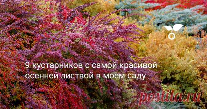 9 кустарников с самой красивой осенней листвой в моем саду Чтобы получить максимально декоративный осенний сад, планируя посадки, важно выбирать такие декоративные культуры, которые способны одеваться в яркие осенние одеяния. Какие кустарники особенно красивы в осеннее время и почему это происходит, я расскажу в этой статье.