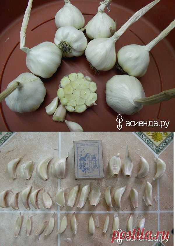О ЯРОВОМ ЧЕСНОКЕ: Группа Наши грядки
