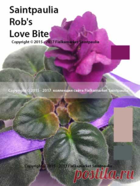 Rob's Love Bite (Рoбз Лав Байт), R.Robinson, мини
с анг. - Любовная рана
Semidouble black-red pansy. Crown variegated dark green, cream and beige/red back. Miniature. 
Полумахровые темно-красные анютки. Округлая темно-зеленая листва с кремово-бежевой кроновой пестролистностью и красной изнанкой. Мини.