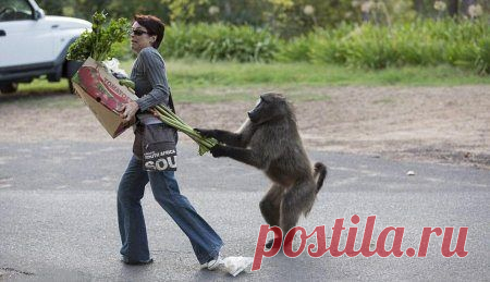 Наглость - второе счастье / Питомцы