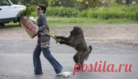 Наглость - второе счастье / Питомцы