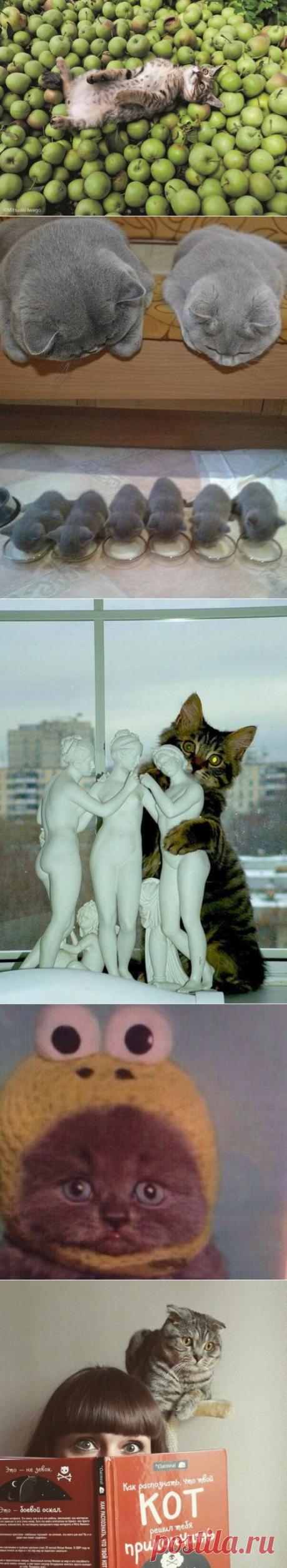 78 изумительных фотографий котов