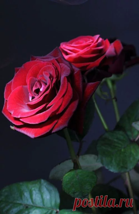 Галина Андреева – Google+