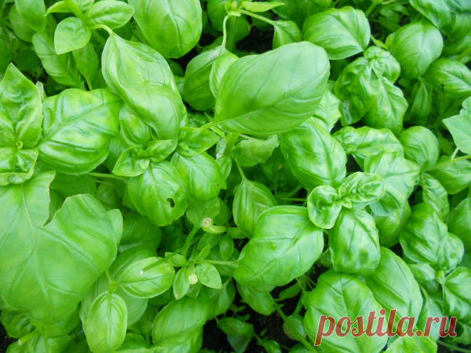 LIAUDIES IŠMINTIS PATARIA (pagal B. Martišienės knygą): BAZILIKAS (lot. Ocimum, angl. basil, vok. Basilikum)
