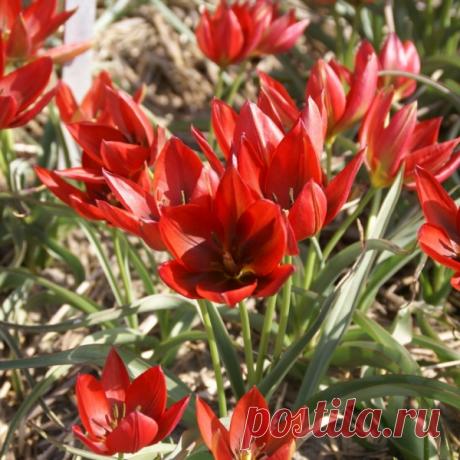 Весенняя посадка тюльпанов — 6 соток