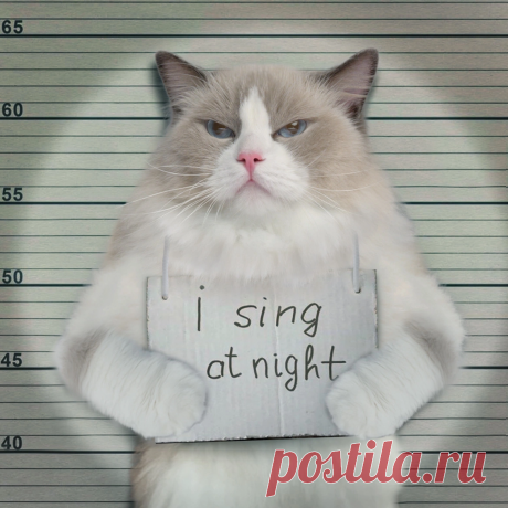 RED(Xiaohongshu) Picture/Video Download - Download Panda - DLPanda