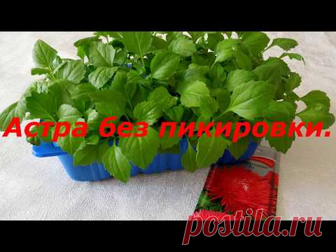 Астра без пикировки. Выращивание астры на рассаду. Красивые садовые цветы. Неприхотливый цветок.
