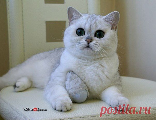 Красавица