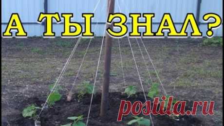 Выращивание огурцов ёлочкой