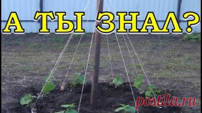 Выращивание огурцов ёлочкой