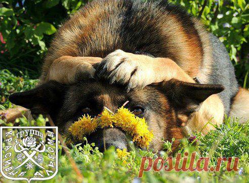 (99) Одноклассники