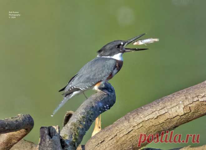 Belted Kingfisher Female with a fish. Very Heavy Crop!  New Britain Pa.  Many thanks to all who take the time to view, comment and favoring my images. Enjoy the day.