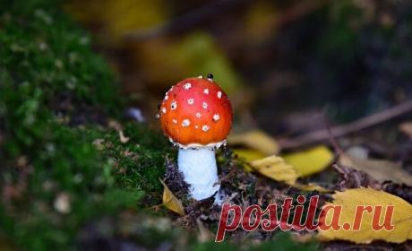 Делаем настойку из мухоморов для растираний от 17 болезней | В лес по грибы | Яндекс Дзен