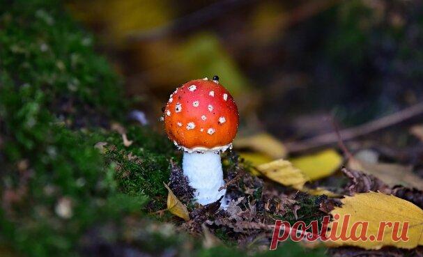 Делаем настойку из мухоморов для растираний от 17 болезней | В лес по грибы | Яндекс Дзен