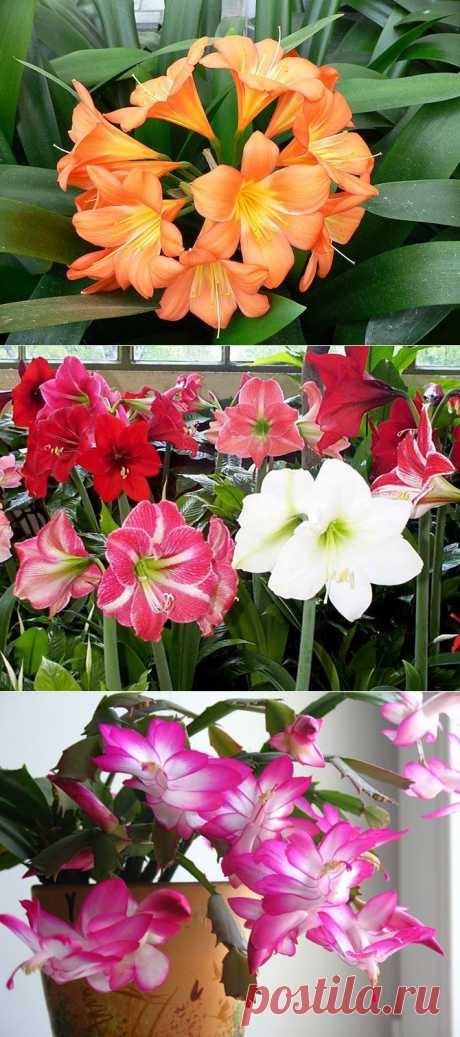 Правила ухода за растениями,цветущими в холода!