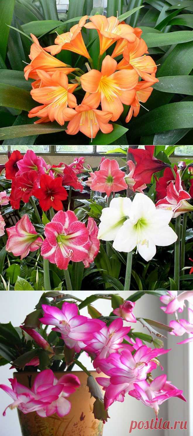 Правила ухода за растениями,цветущими в холода!