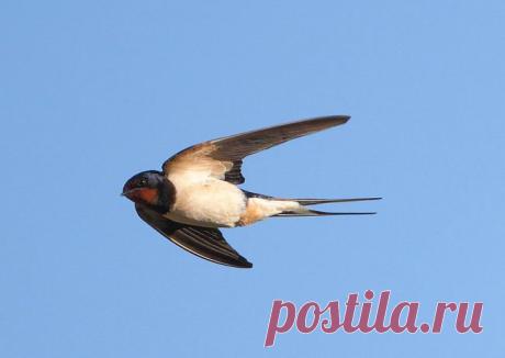 Птицы - Животные и природа
деревенская ласточка КАСАТКА