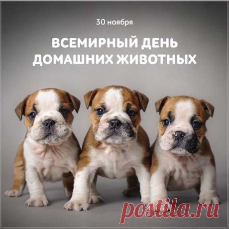 Поздравляю с днём домашних животных! Пусть ваши питомцы всегда остаются здоровыми и жизнерадостными, а вы находите время на долгие прогулки, весёлые игры и нежные объятия.  Открытки на День домашних животных!