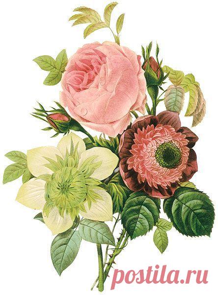 Flower Bouquet Rose and Pion Victorian Antique Digital Image Download Transfer…