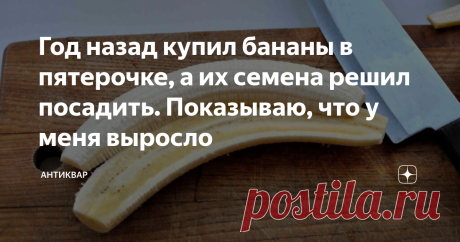 Год назад купил бананы в пятерочке, а их семена решил посадить. Показываю, что у меня выросло Год назад сын увидел какую-то программу в телевизоре, где показывали как растут бананы и сказал:
— Паап, а давай посадим?
Я ответил отказом, что не вырастет оно у нас, погода слишком холодная, климат не тот и прочее. Сын уговаривал, мол, давай попробуем, давай попробуем и мы все-таки решили посадить. Показываю, что у нас выросло.