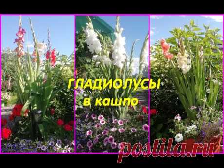 🌺🌸Шикарные получились КОМПОЗИЦИИ  в кашпо с ГЛАДИОЛУСАМИ! Миксы преобразились!