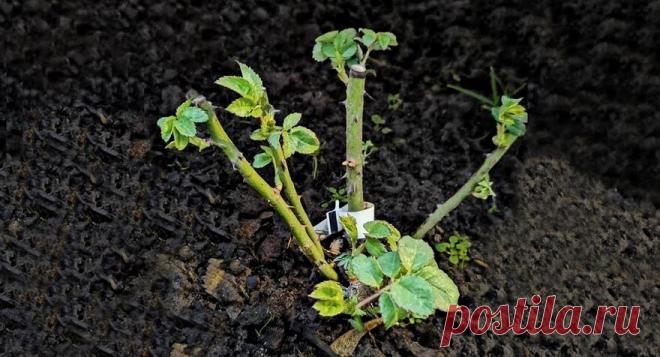 Зима не за горами. Как я защищаю розы от сильных морозов. Минимум затрат, максимум пользы | Маленькая Дача | Дзен