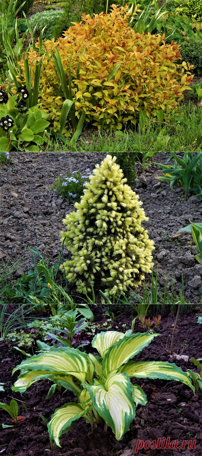 Мой сад в начале лета. | Цветочная душа | Яндекс Дзен