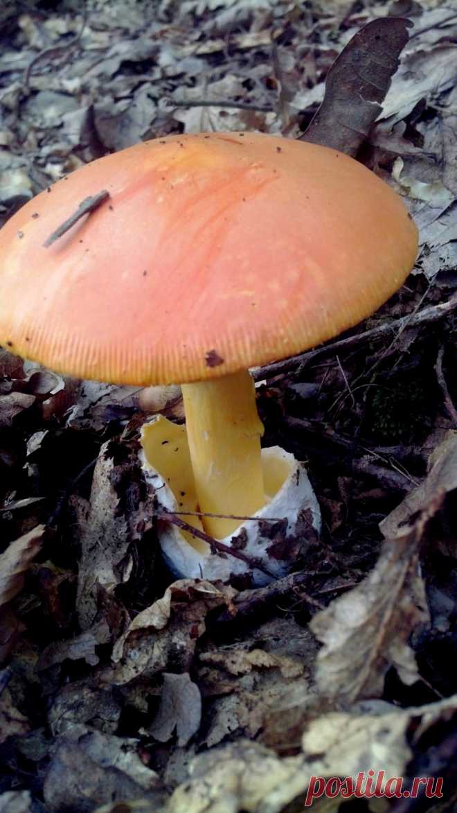 Малознакомые, но вкусные и полезные грибы. Названия, описание, фото — Ботаничка.ru