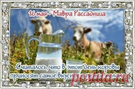 На Мавру — высаживай рассаду, пусть будет урожай в награду! Чтоб капуста была — как бочонок, и молочка — от коровушек звонких! Открытки на Мавра Рассадница!