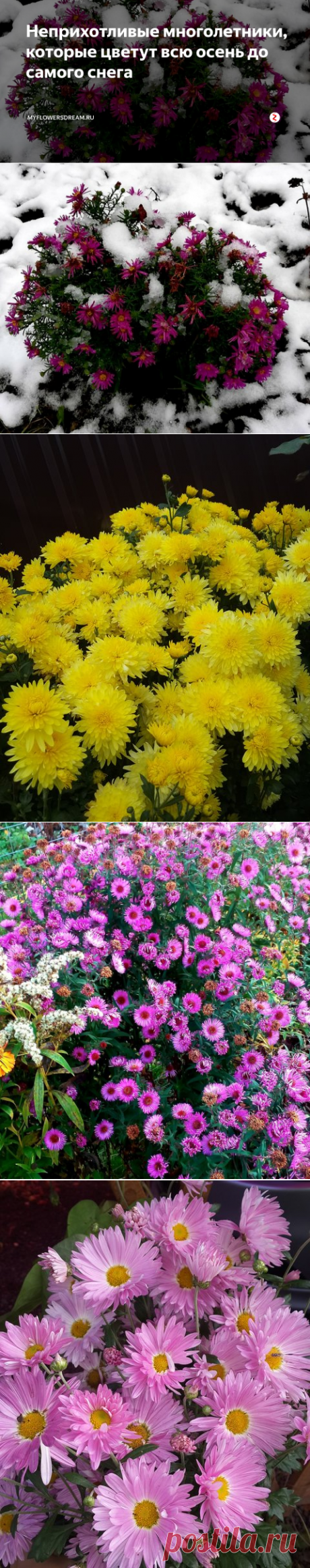 Неприхотливые многолетники, которые цветут всю осень до самого снега | MyFlowersDream.ru | Яндекс Дзен