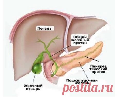 Холецистит - предрасполагающие факторы.