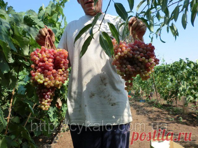Саженцы винограда Кишмиш Велес: продажа, цена в Крыму. семена и рассада плодово-ягодных культур от "Саженцы винограда и рассада клубники" - 1763009