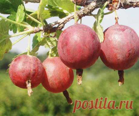 Как повысить урожайность ягодников - хитрости продвинутых садоводов