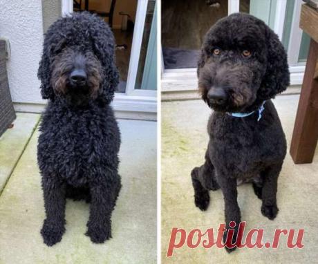 20+ собакенов, которые скрывали под брутальной лохматостью свою утонченную красоту . Милая Я