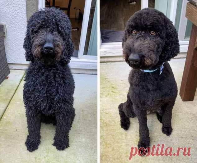 20+ собакенов, которые скрывали под брутальной лохматостью свою утонченную красоту . Милая Я