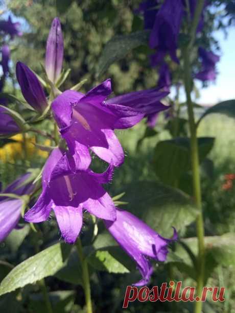 Звените колокольчики, звените. 💜 Вы музыкой своей плените всех. Дарите свежесть, красоту дарите, Пусть радует ваш серебристый смех. Цветок души, заливистый и звонкий, Бывает белым, светло-голубым, И ярко-синим, как глаза ребёнка, И розовым, как нежный цвет зари. В моём саду он счастья добрый вестник, Он сказочный романтик для друзей. И сердце вторит нежной чистой песне, А жить с чудесным звоном веселей. Лаврова Татьяна ✍🏻