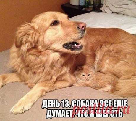 Мы можем починить всё | Prikolisti.com